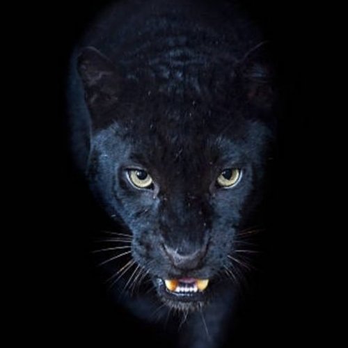 Рушана, 17 ноября 2025